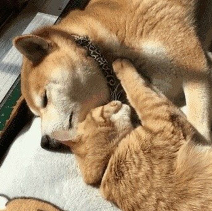 猫咪非要占狗窝,还把狗狗打了一顿,最后狗子的表情亮了