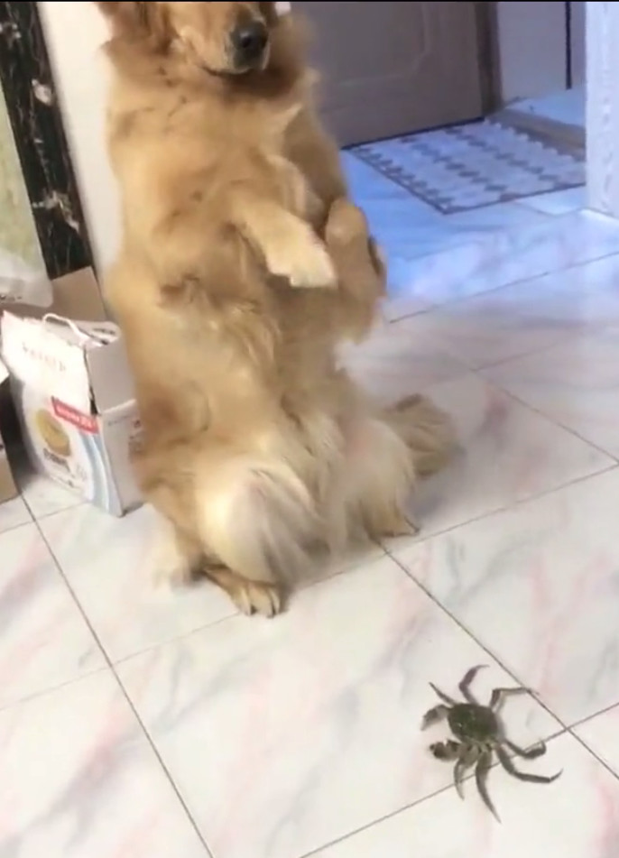 将螃蟹放金毛面前,它吓得扑通"跪地求饶",小表情让人笑抽!