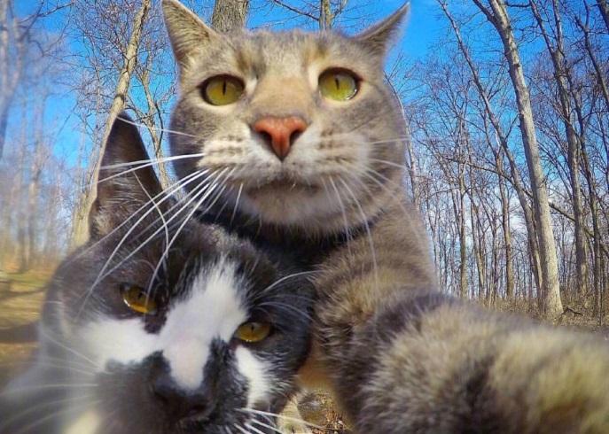 张含韵发现一只会自拍的猫网友最后一张图才是重点
