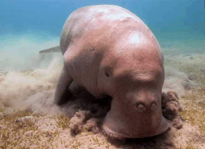 不明生物搁浅沙滩上, 游客见到直呼: 传说中的美人鱼