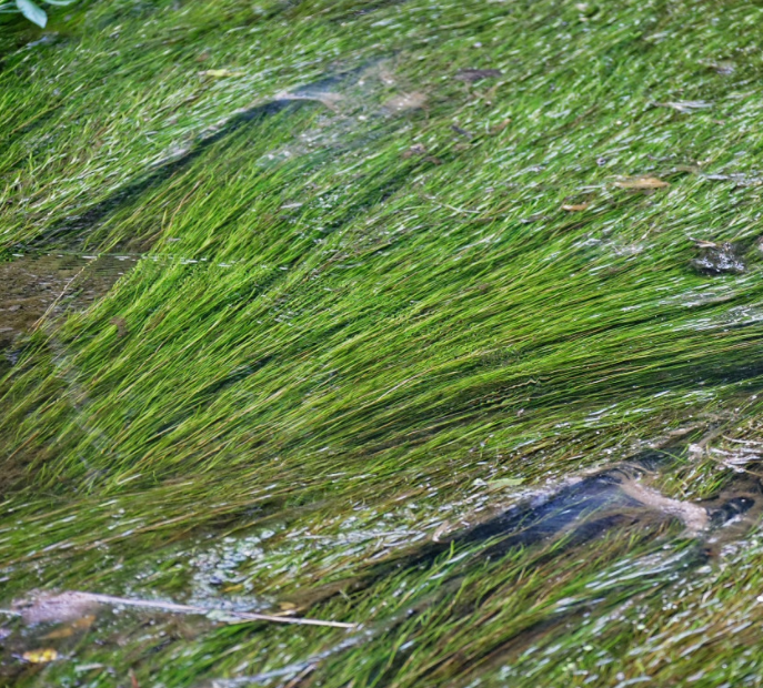 河里野生水草种类图片