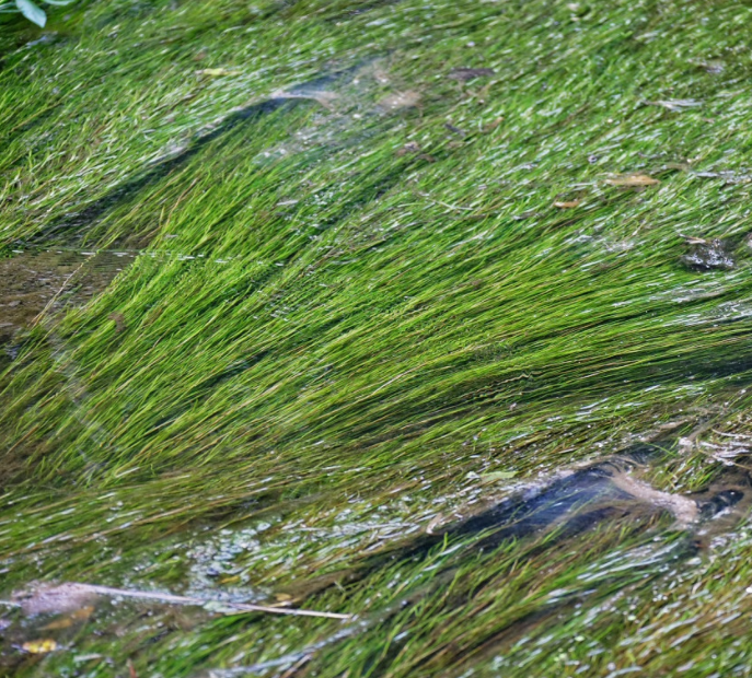 野生水草种类图片