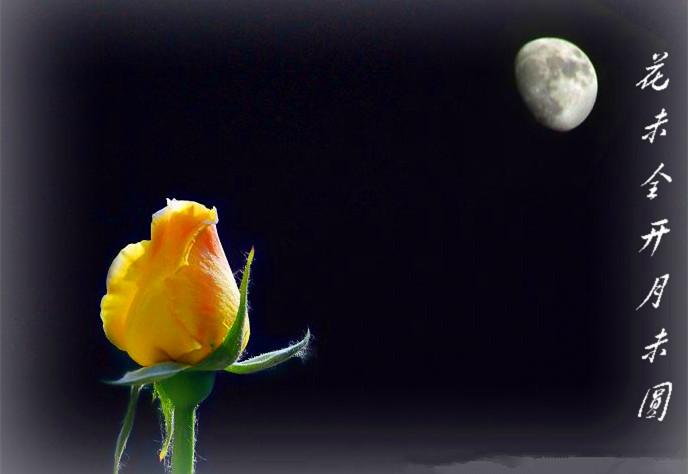 平日最好 花未全开月未圆