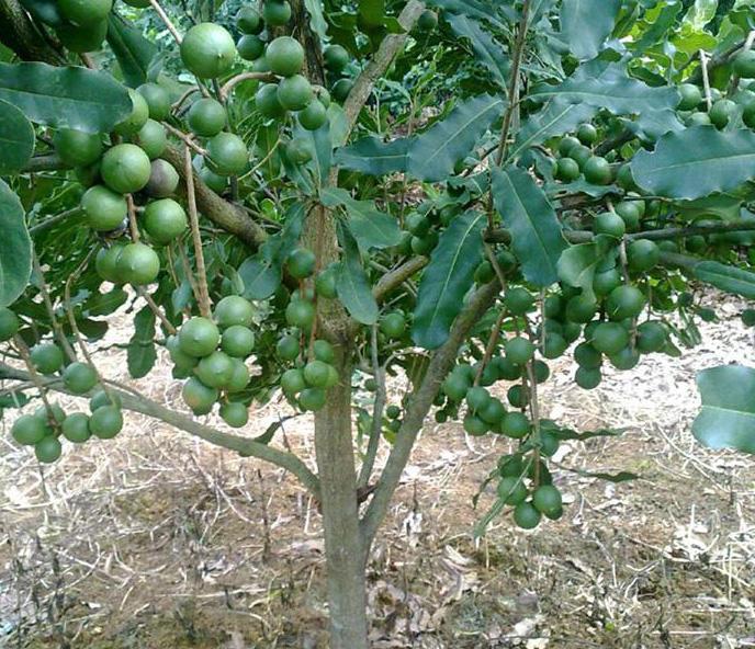 卖到60元一斤的夏威夷果, 你还没有看过他长在树上的样子把?