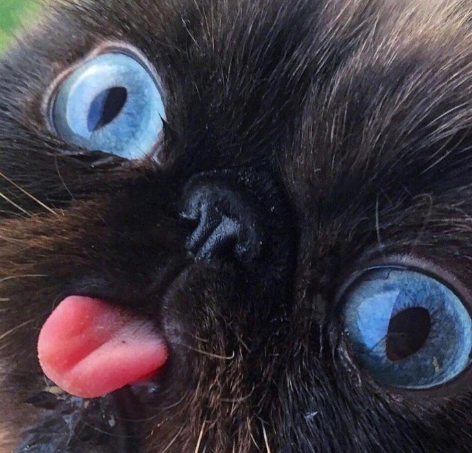 黑脸猫咪爱你的方式,我就是喜欢吐舌头!