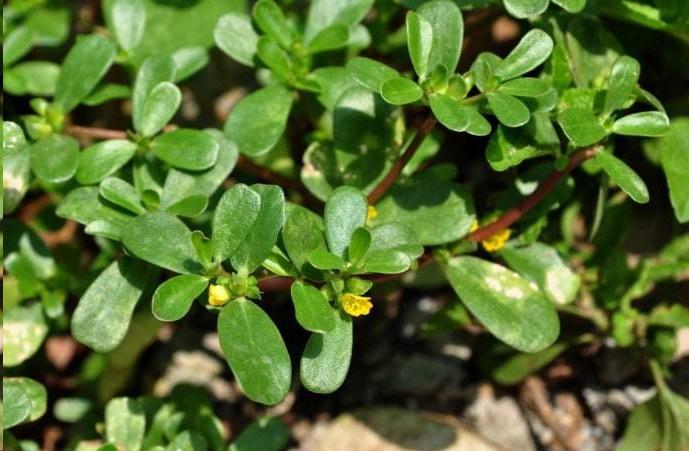 同时马齿笕,还具有清热解毒,凉血止血的功效. 5,蒲公英