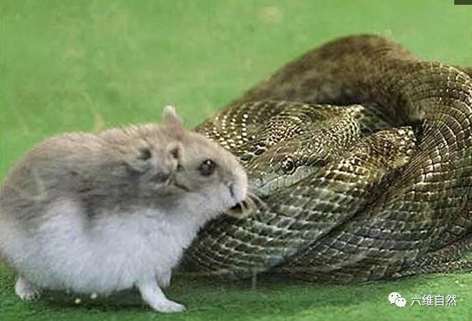 梦境解析,家中鼠蛇狗交织的奇异梦境 梦境解析,家中鼠蛇狗交织的奇异梦境