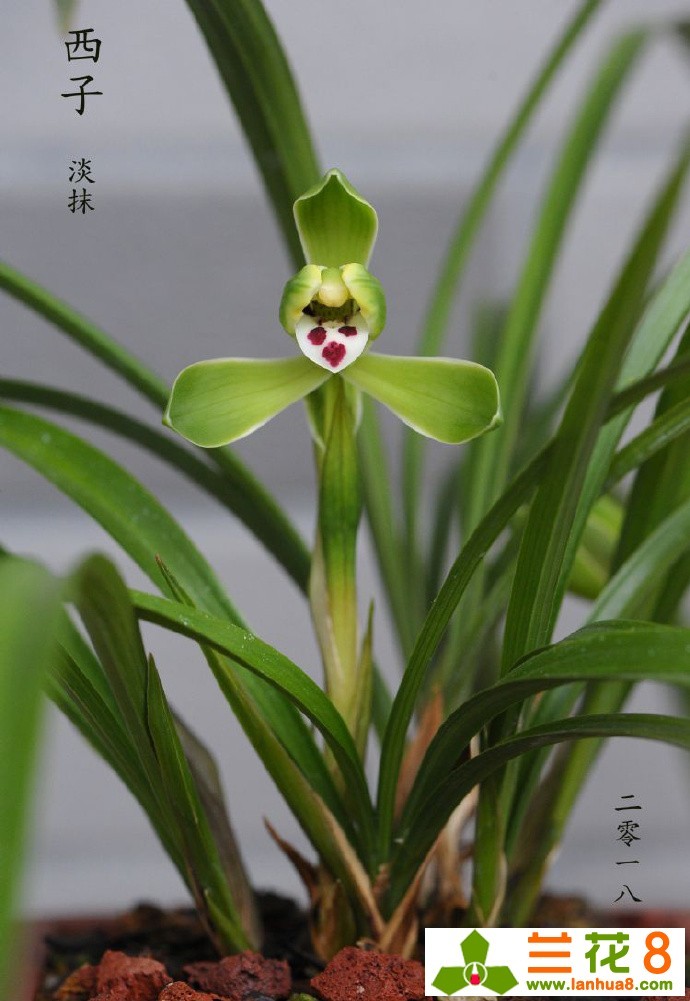 春兰水仙瓣西子