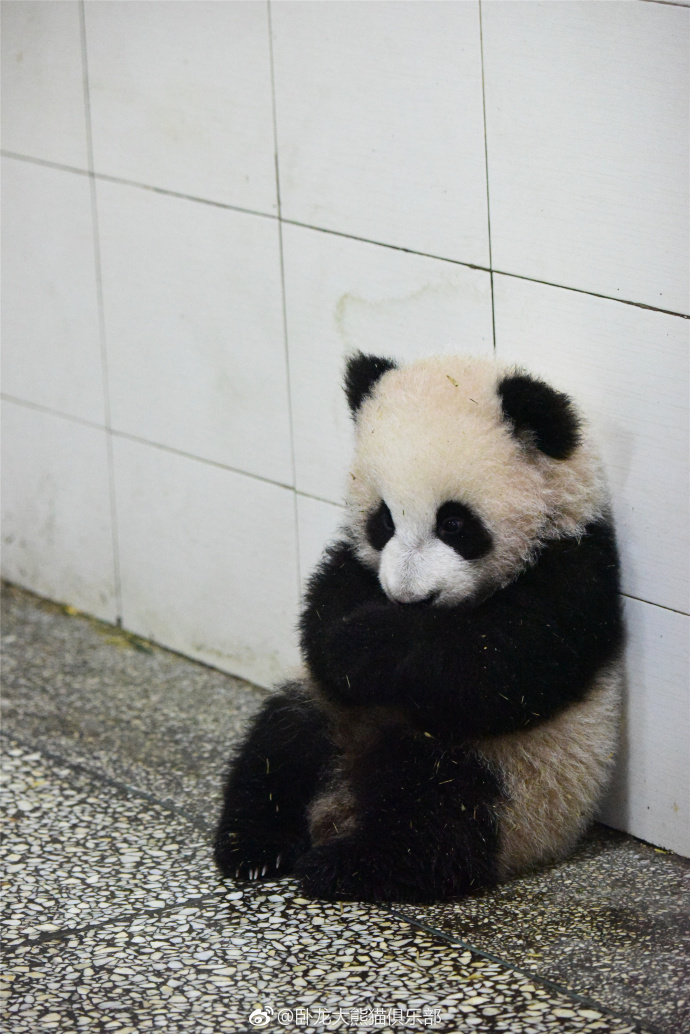 熊猫妈妈在吃饭 熊猫宝宝抱着自己在墙角等妈妈 好乖哦!像玩具