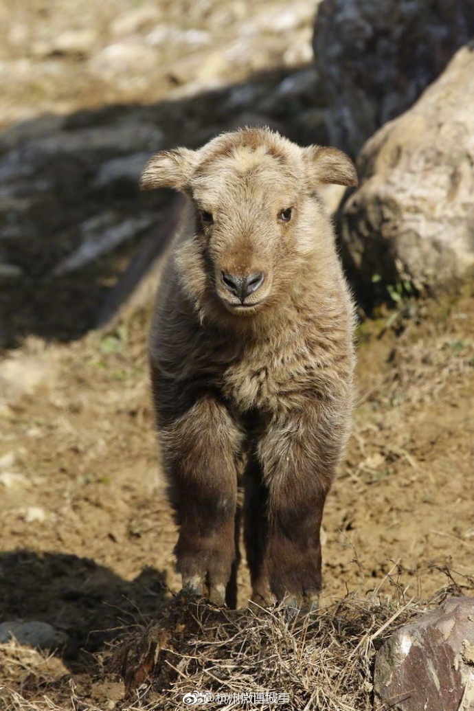 六不像小国宝网友丑萌丑萌的偷笑