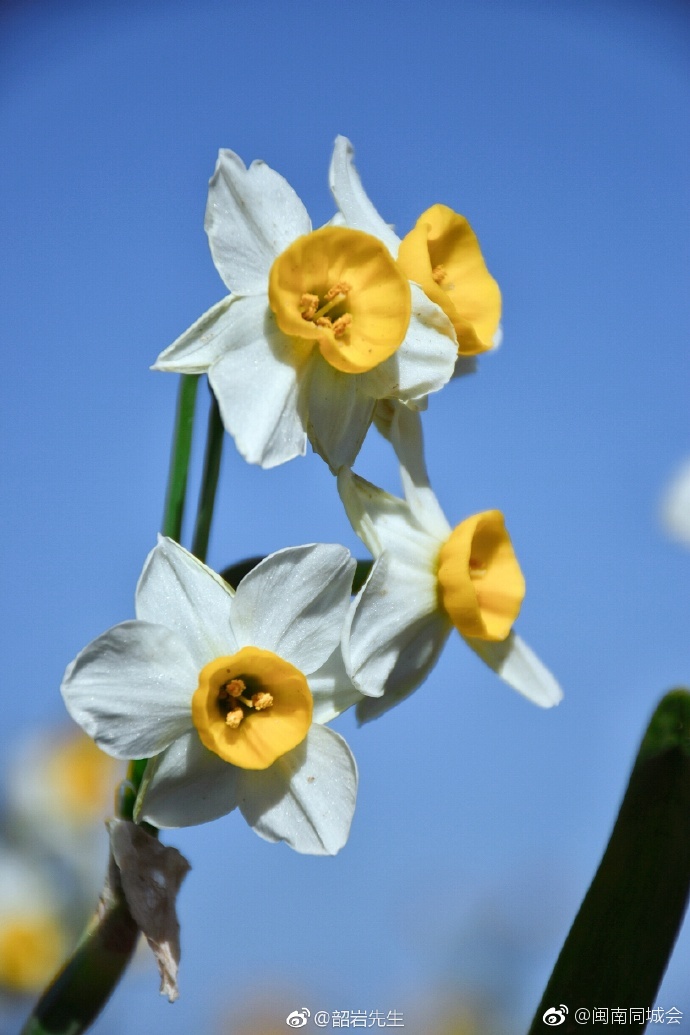 漳州水仙花绽放北京 "凌波仙子"吸引首都群众[围观]