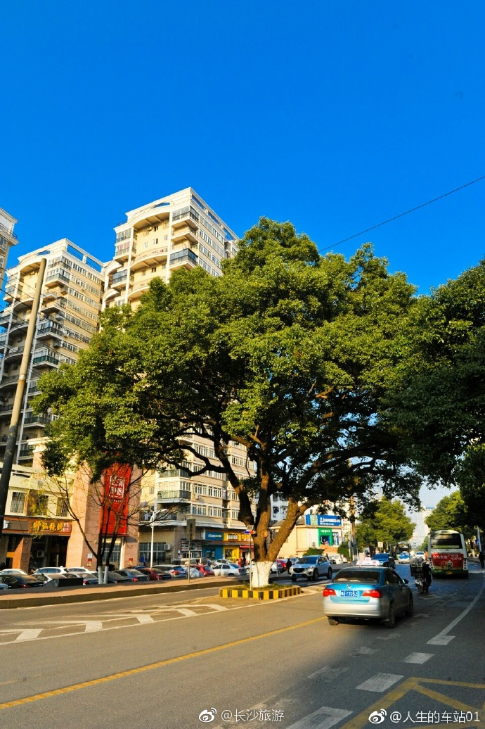 长沙古树,你见到过几颗[并不简单]