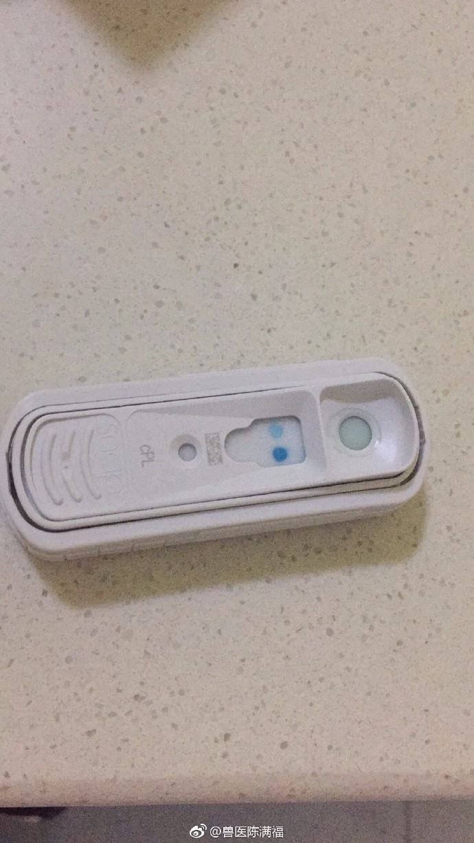 【狗狗胰腺炎伴发肾衰怎么办?】