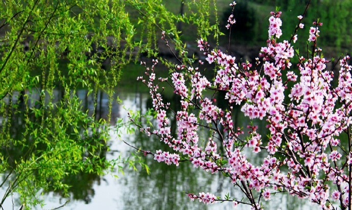 杨柳千寻色,桃花一苑芳.