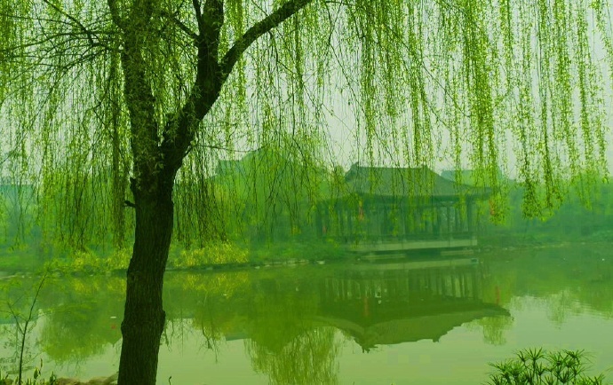 楼外垂杨千万缕。欲系青春,少住春还去。|垂杨|青春_新浪新闻