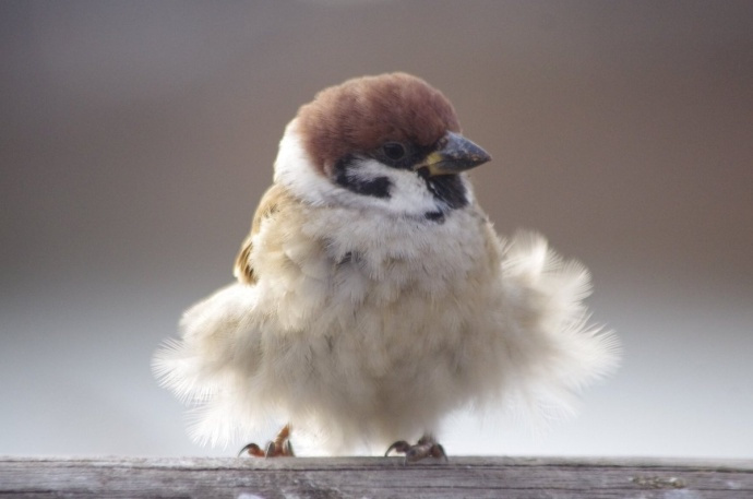 推上看到一个专拍胖麻雀的摄影师简直是肥啾爱好者的天堂