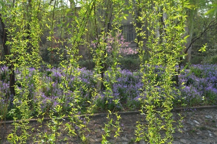 二月风和日暖时,淡黄杨柳一丝丝.