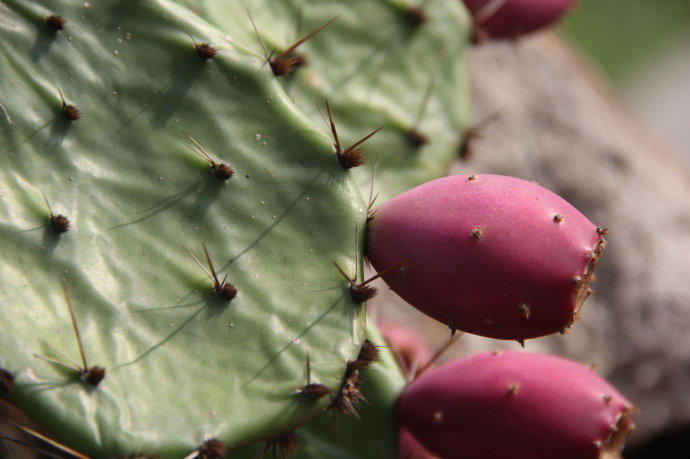 60年的仙人掌结了20多个果子太厉害了想问大家能不能吃