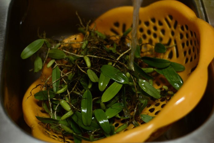 石仙桃具有很高的医药价值,用它煲汤可以养阴润肺,清热解毒,在农村还