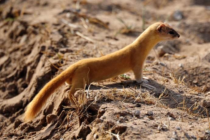 农夫封黄鼠狼当神仙, 黄鼠狼不喜反怒, 却吃了农夫, 真怪!