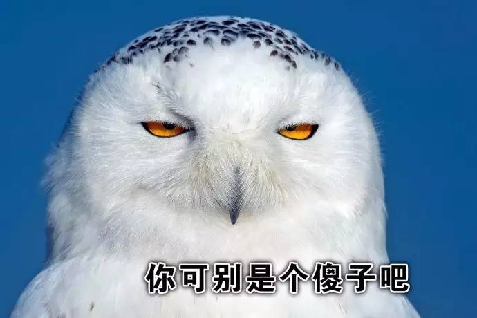 雪鸮|表情包|猫头鹰_新浪新闻