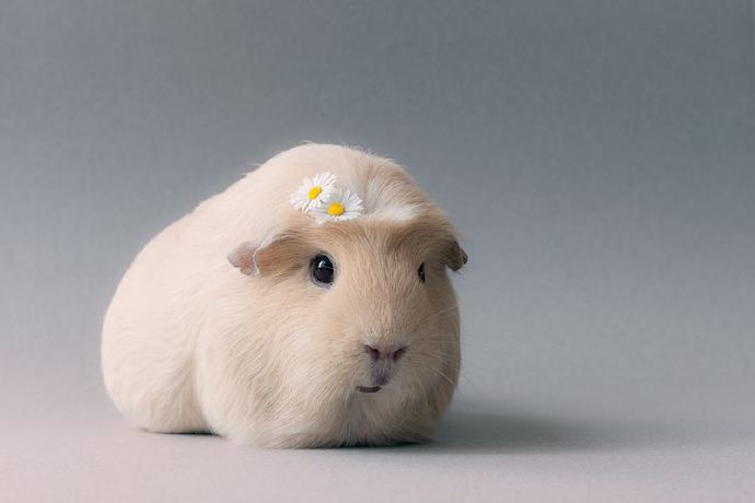 一只胖胖的荷兰猪:每天除了吃吃睡睡,就只会卖萌了!