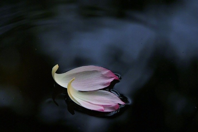 昨夜落花飘零而今人归何处