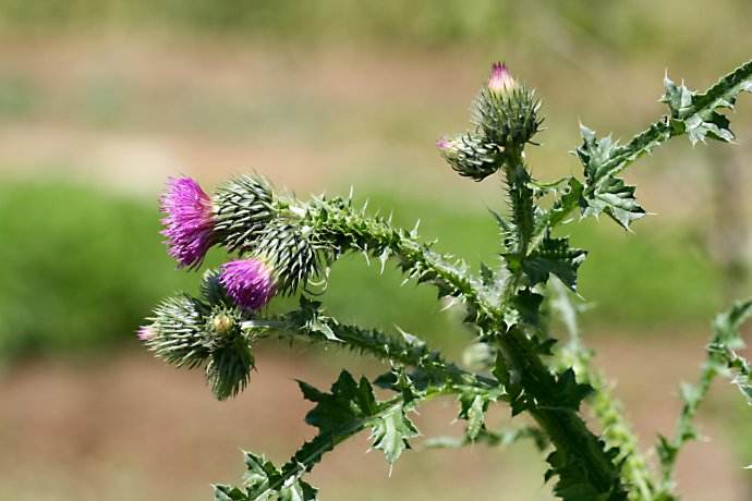 我们今天要说的这种草是满身都是刺,咱农民叫它马刺蓟,农民在田里见到