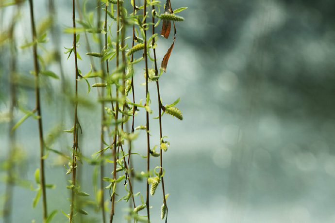 雨过条风着柳芽淡黄浅绿嫩如花