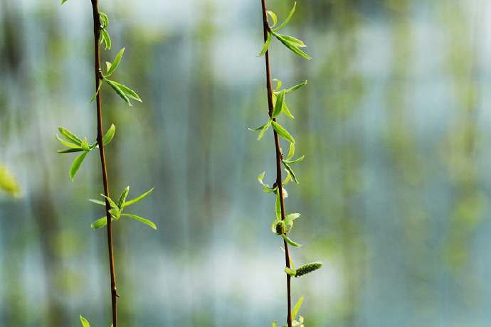 雨过条风着柳芽淡黄浅绿嫩如花