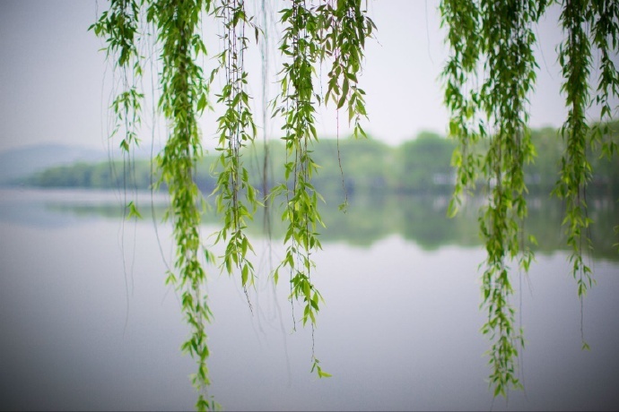 江南杨柳春,日暖地无尘.