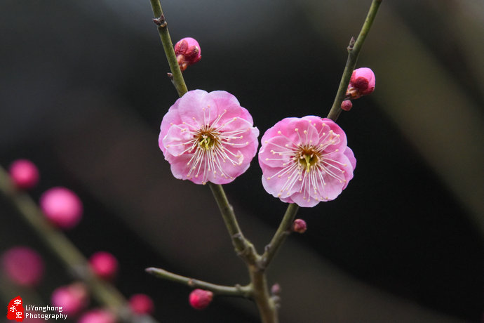 上海淀山湖梅园赏梅