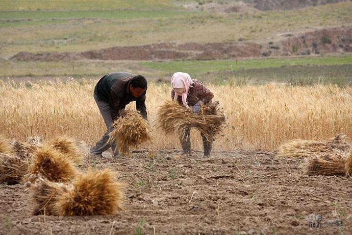 农村大学毕业回家种地,大多数人称为傻子