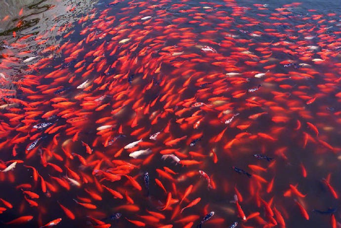满目锦鲤欢奔跳,红红火火一族团
