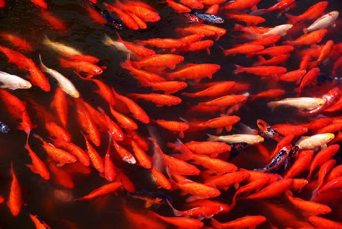 满目锦鲤欢奔跳,红红火火一族团