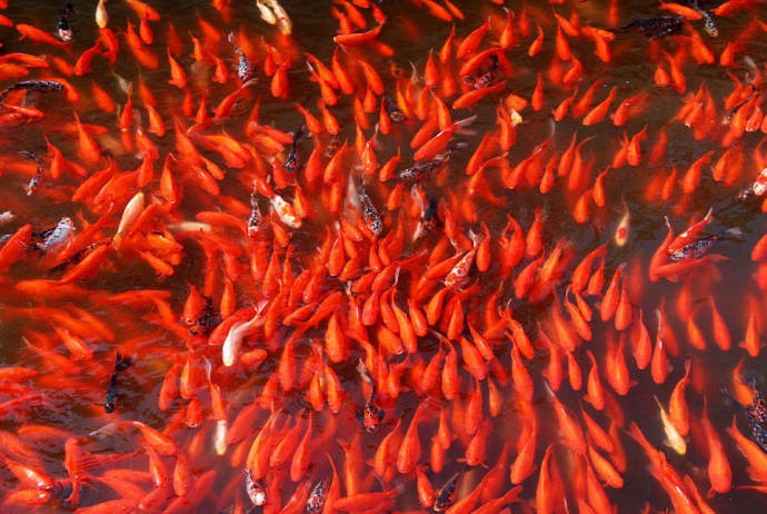 满目锦鲤欢奔跳,红红火火一族团