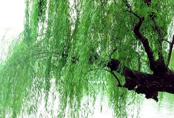 楼外垂杨千万缕。欲系青春,少住春还去。|垂杨|青春_新浪新闻