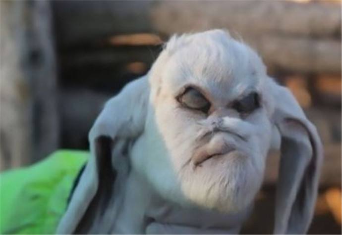 母羊难产生下"人脸山羊",吓坏了农场场主,有人怀疑是人兽杂交