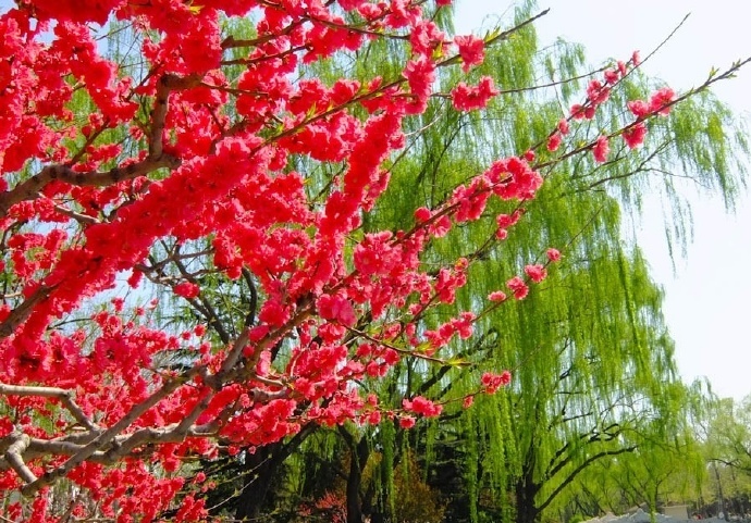 杨柳千寻色,桃花一苑芳.