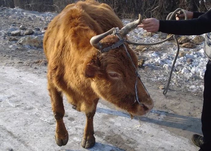 农夫屠宰已经养活10年的老黄牛后,夜里听到屋外传来奇怪的叫声|老李