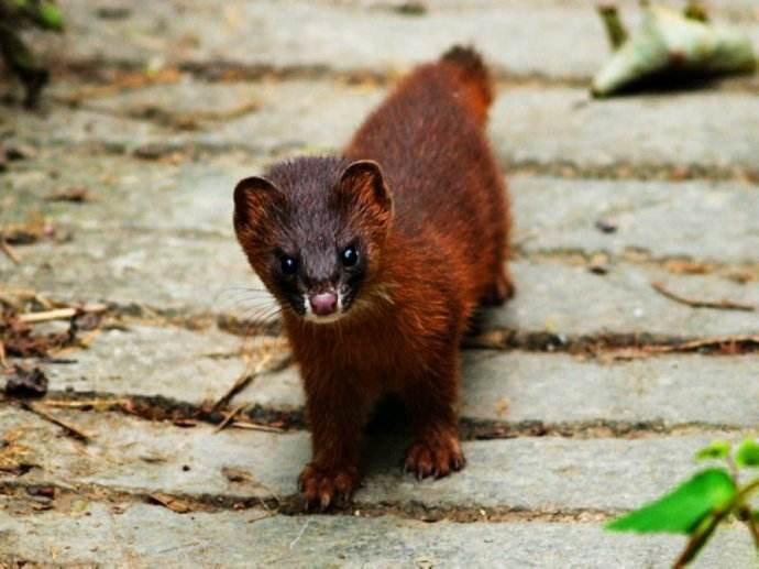 在农村黄鼠狼为什么不能杀?关于黄鼠狼传说你知道吗?