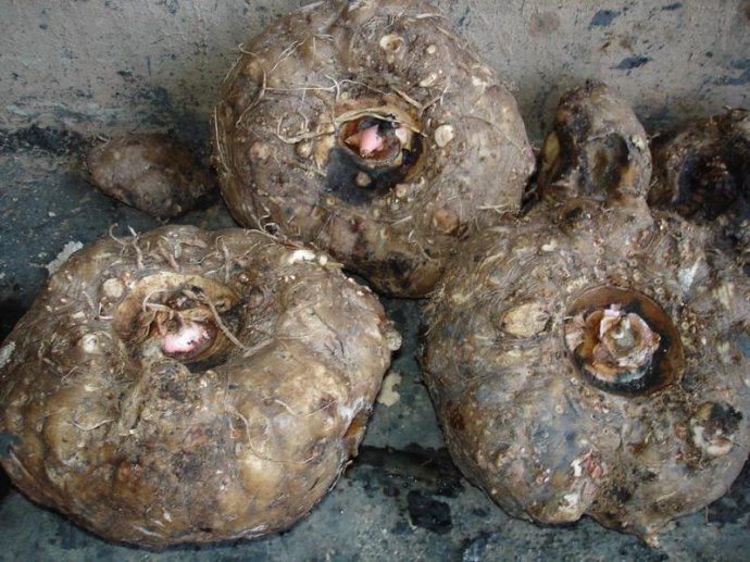 底下可是长着一个大家伙呢,有的地方叫魔芋为蛇头草,花杆莲,麻芋头等