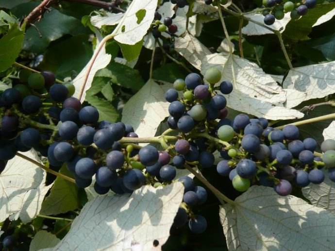 它长得像葡萄,却被称为"癌症克星",可惜很多人没吃过!