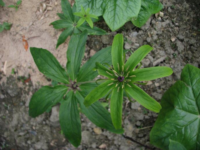 轮花与叶子很像,约有6片,而内轮花约有8片,七叶一枝花的叶序属轮生叶