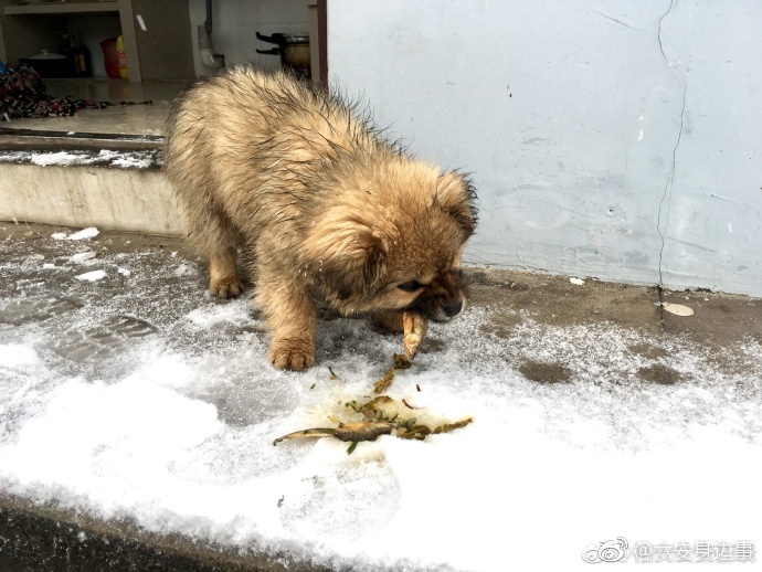 雪地中被冻得瑟瑟发抖的小奶狗警察蜀黎抱怀焐热小狗