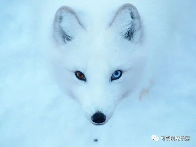 异色瞳动物们,奇特的双眼好美!