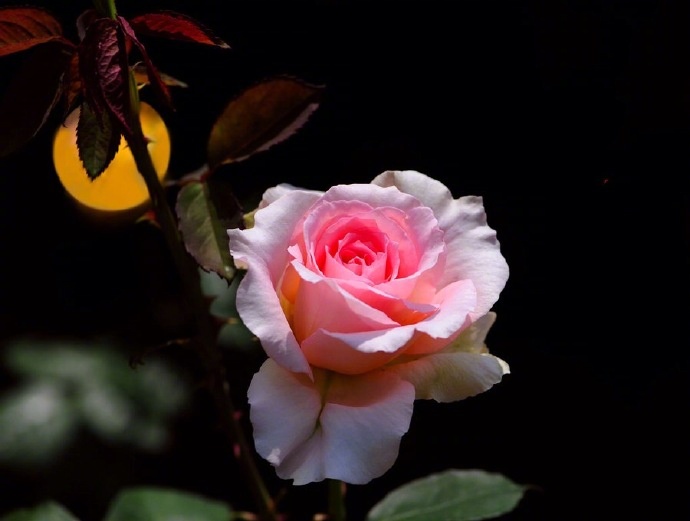 十五年前花月底， 相从曾赋赏花诗|花月|安得|晚安|情怀_新浪新闻
