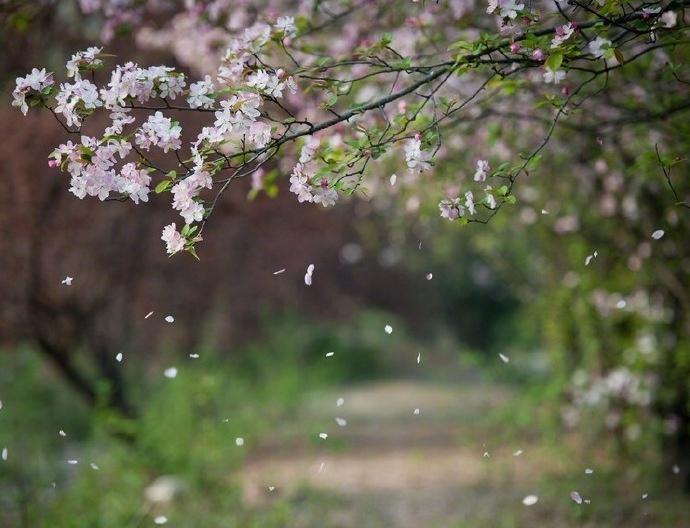 相寻梦里路,飞雨落花中.