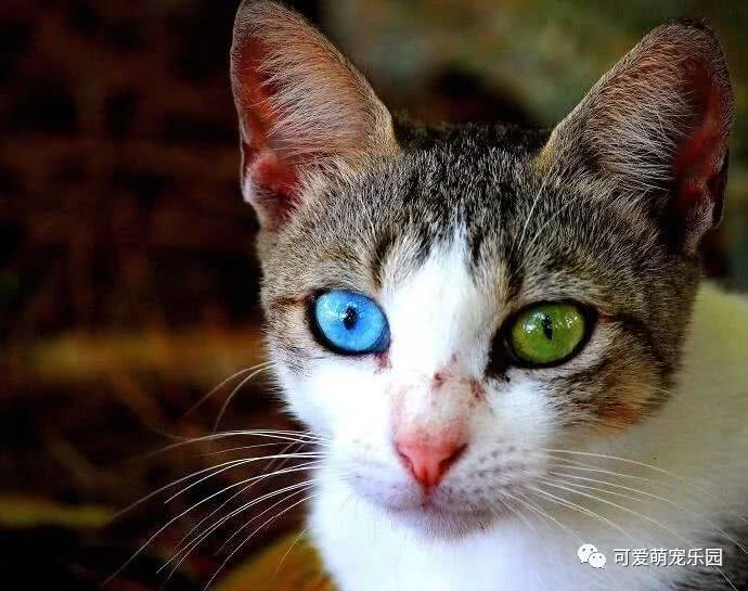 异色瞳动物们,奇特的双眼好美!