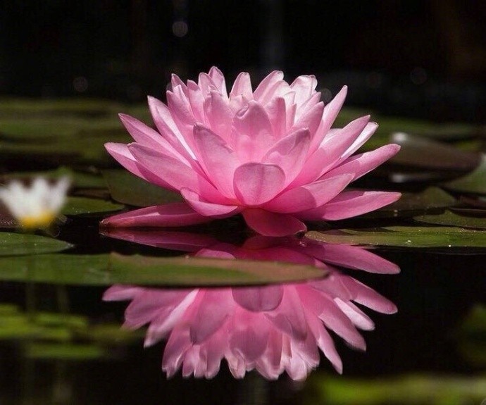 在世如莲,净心素雅,不污不垢,淡看浮华